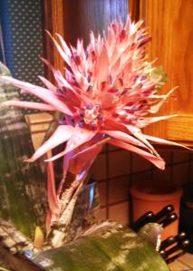 Strange, Prickly and Pink